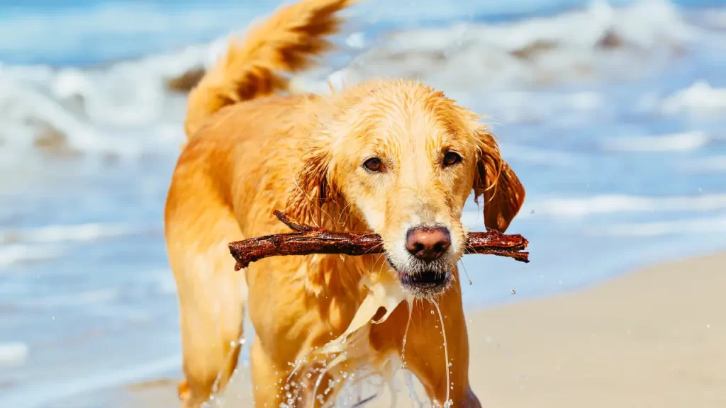 Saúde do Golden Retriever
