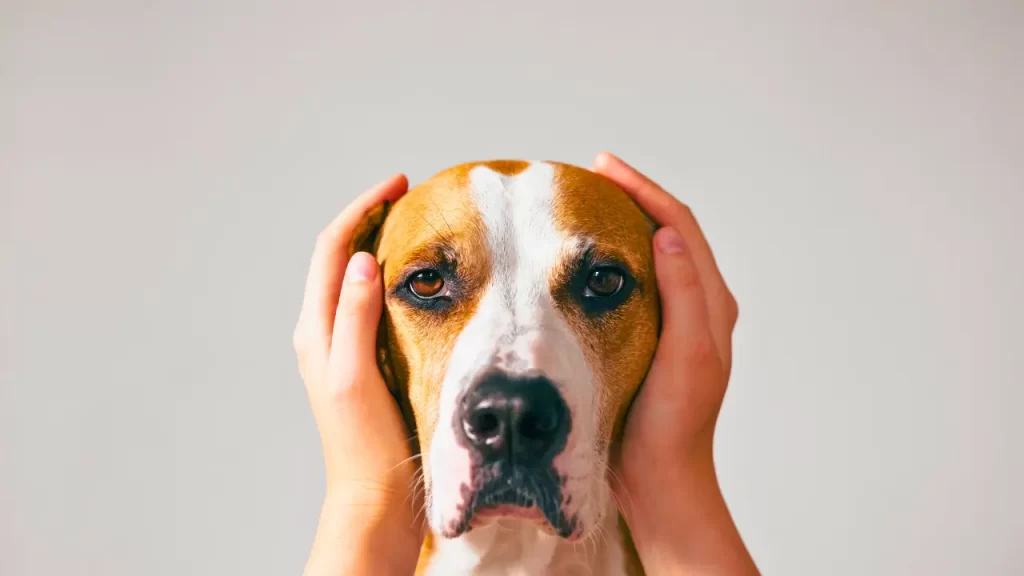 Acalmar Cachorro Durante Fogos
